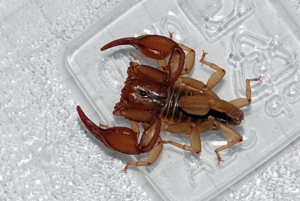 Euscorpius aquilejensis